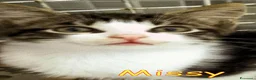 Europeo gatti in regalo: MISSY UNA DOLCEZZA DI GATTINA - Annuncio 4