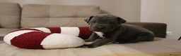 Cane Corso cani in vendita: Cuccioli Cane Corso grigi  - Annuncio 8