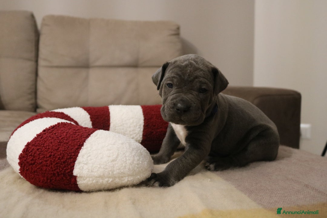 Cane Corso cani in vendita: Cuccioli Cane Corso grigi  - Annuncio 8