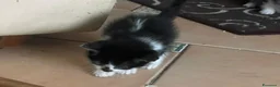 Meticcio gatti in regalo: Cuccioli di gatto cercano casa a Provincia di Salerno - Annuncio 2