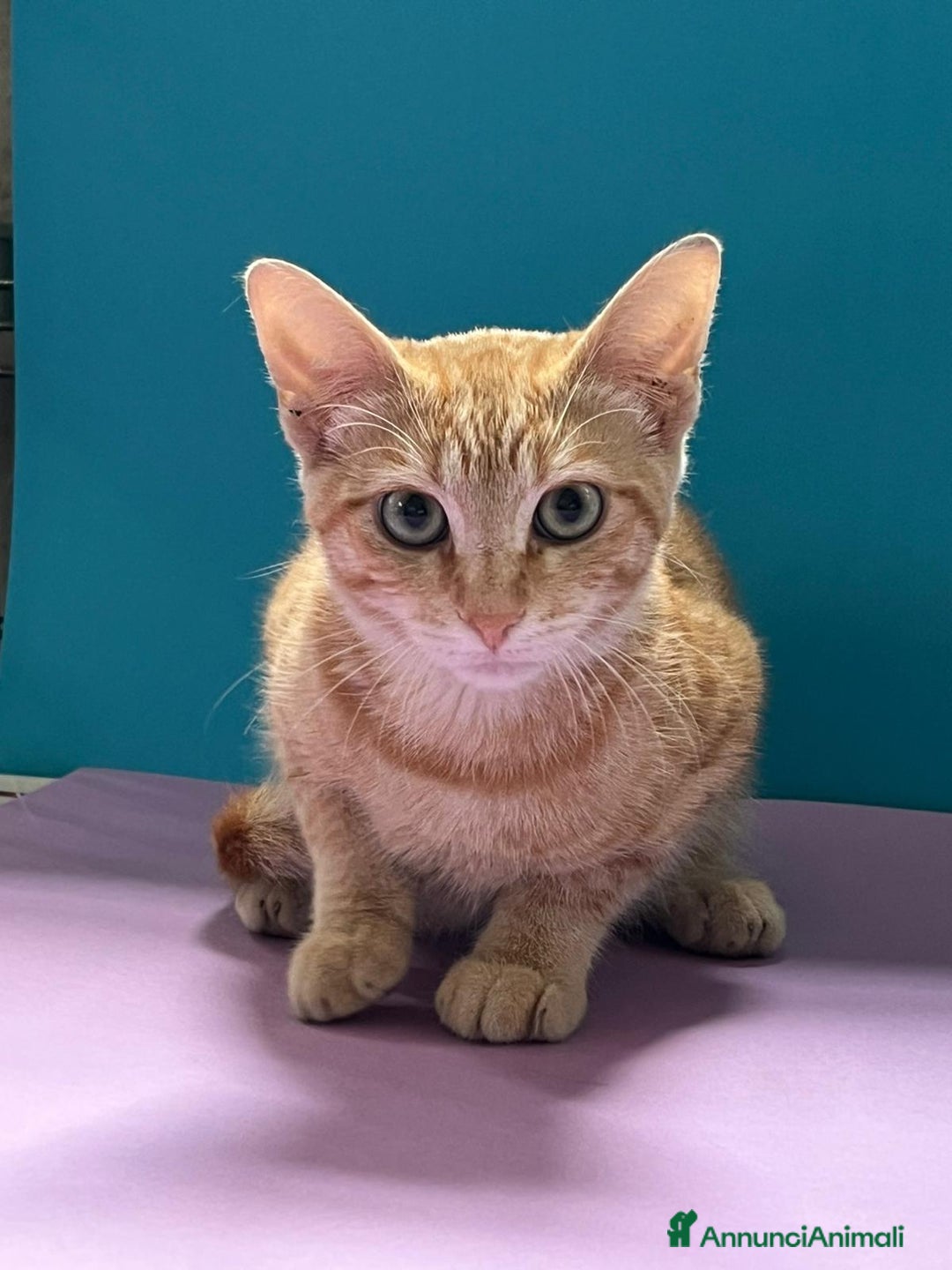 Europeo gatti in regalo: Micino rosso maschio occhi verdi - Annuncio 10