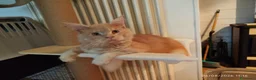 Maine Coon gatti in vendita: Dolcissimi cuccioli di Maine Coon xxl - Annuncio 26