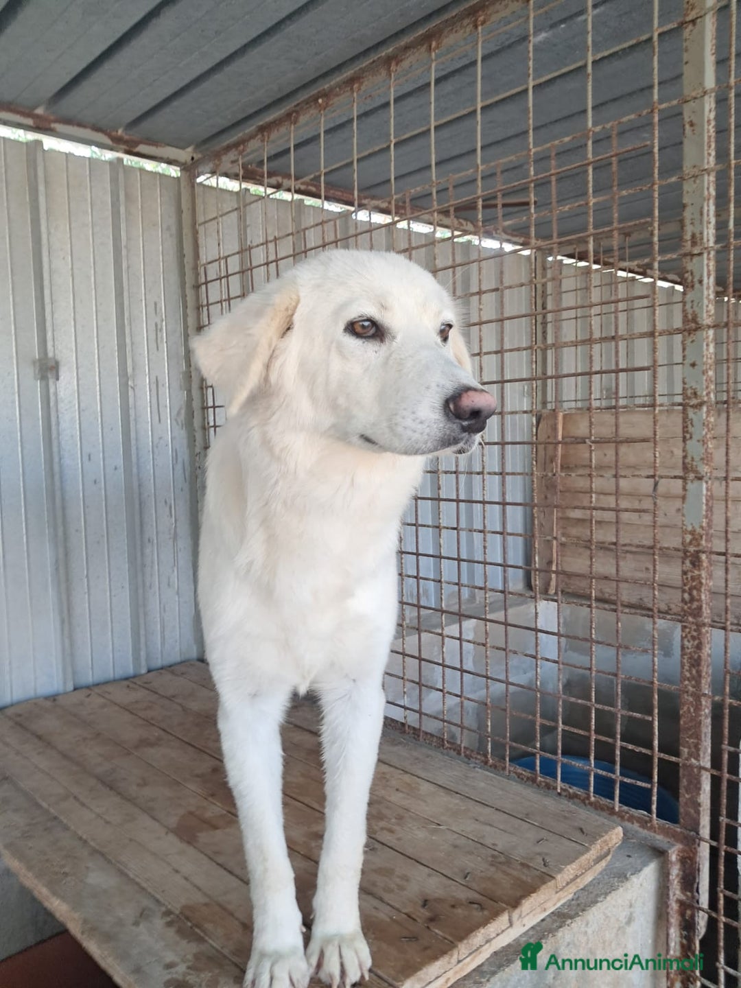 Meticcio cani in regalo: GIPSY cucciola bianca - Annuncio 3