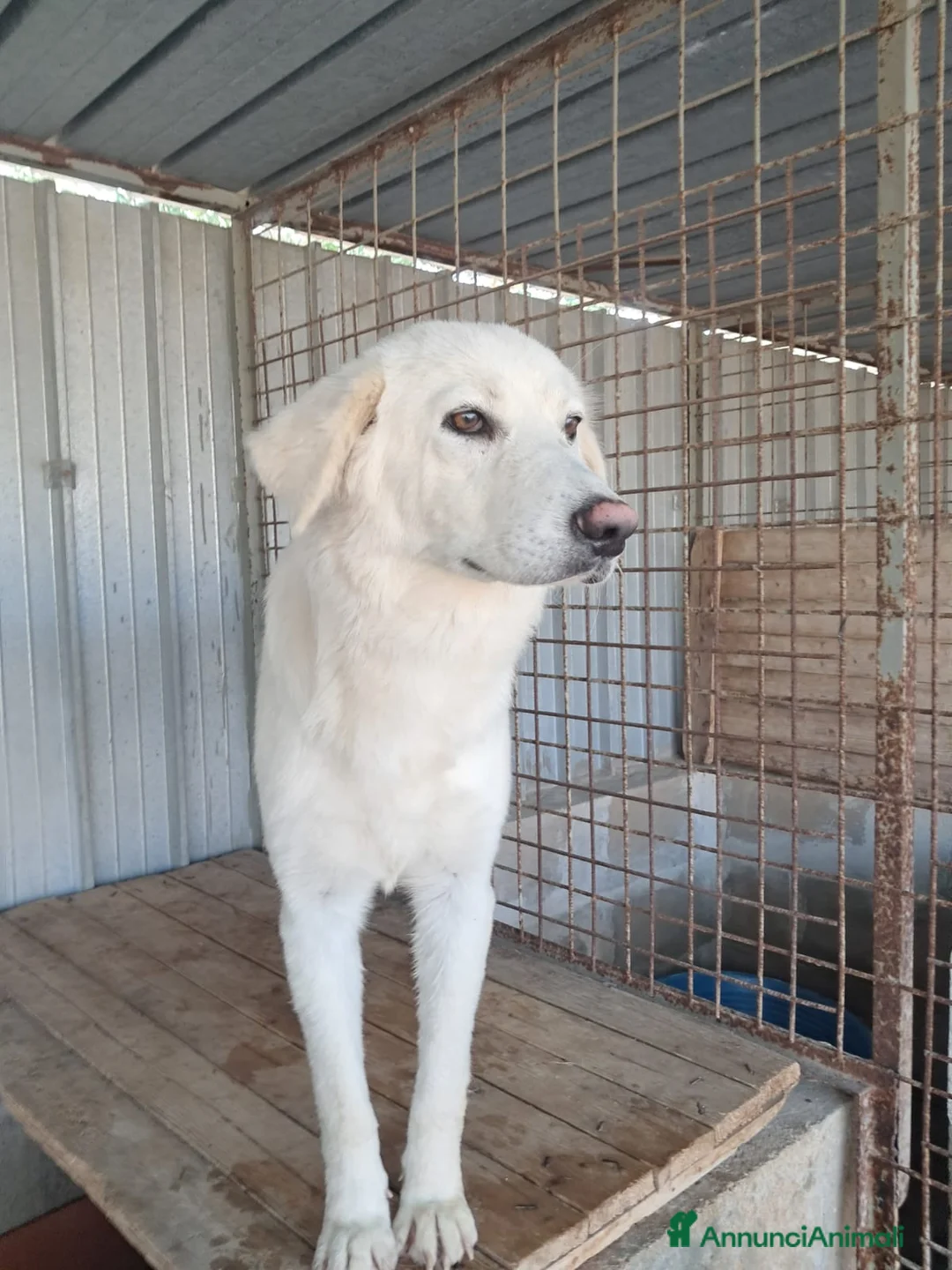 Meticcio cani in regalo: GIPSY cucciola bianca - Annuncio 3