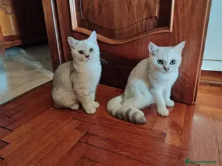 British gatti 2 maschietti Silver Tabby - Annuncio 2