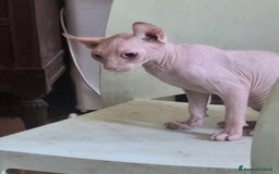 Sphynx gatti in vendita: Allevamento con affisso a Città metropolitana di Milano - Immagine 4