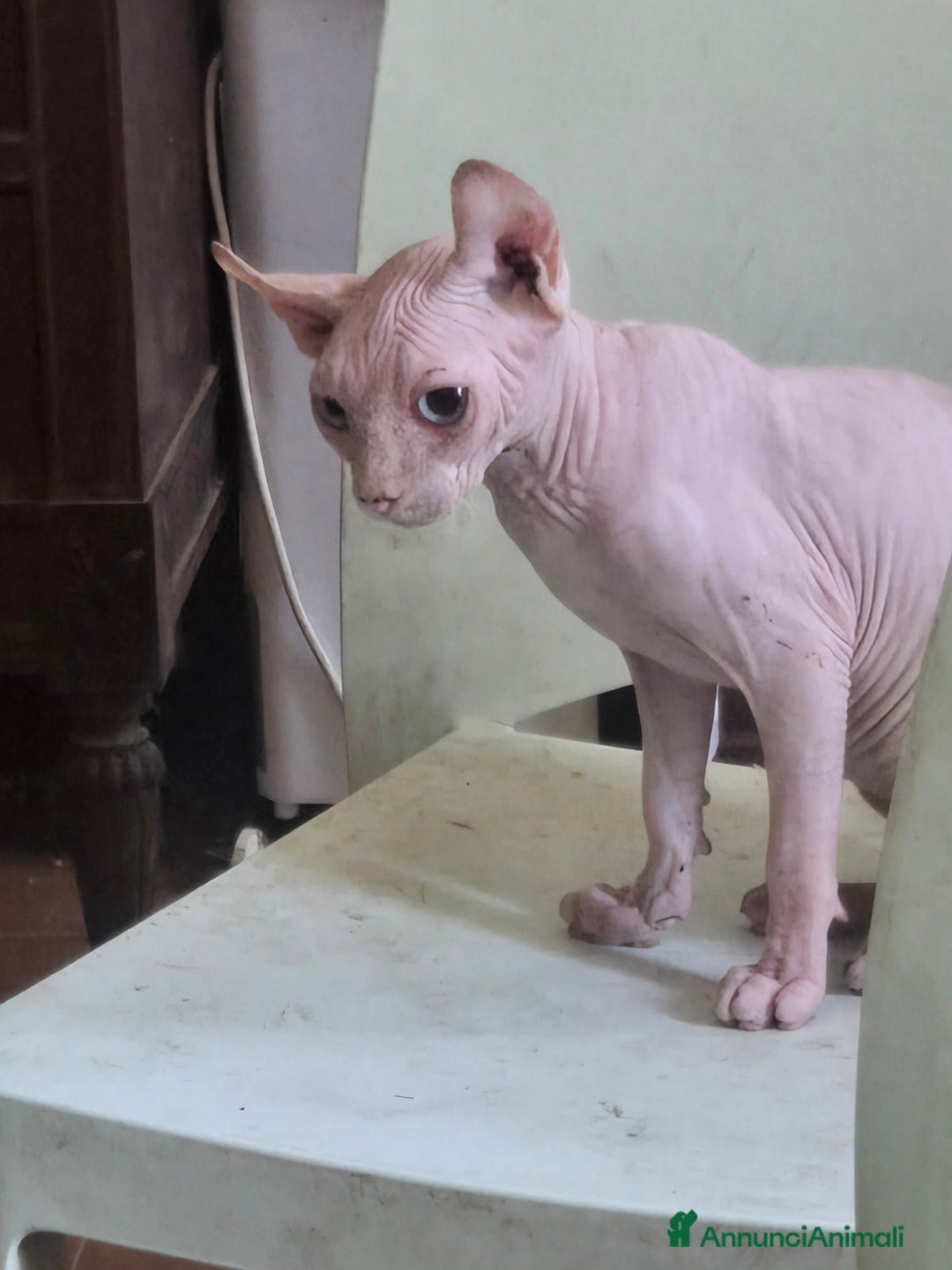 Sphynx gatti in vendita: Allevamento con affisso a Città metropolitana di Milano - Immagine 4