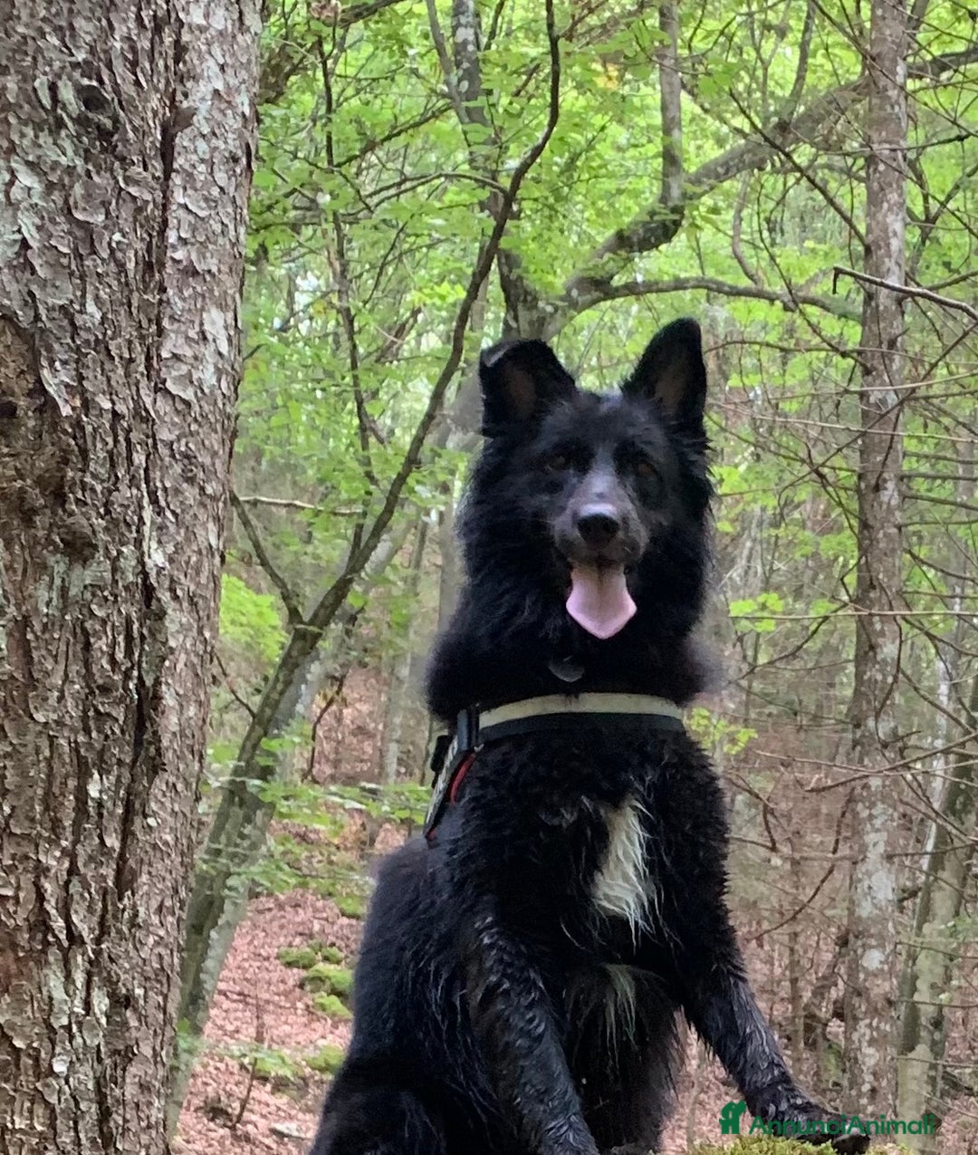 Pastore Belga cani in regalo: Coco incrocio pastore belga cerca casa 🏠  - Annuncio 4