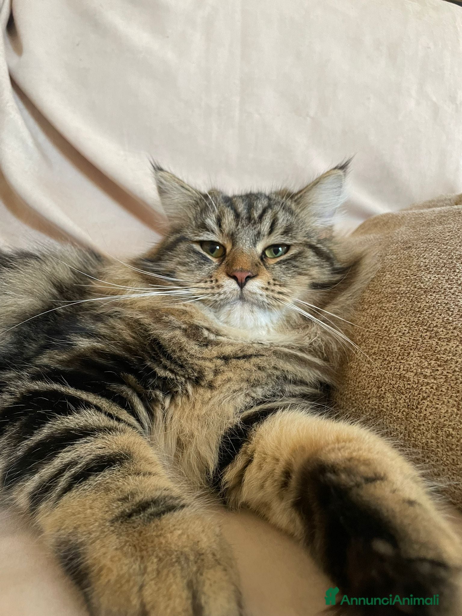 Siberiano gatti Gatto Siberiano per accoppiamento - Annuncio 1