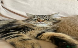 Siberiano gatti per accoppiamento: Gatto Siberiano per accoppiamento - Immagine 1