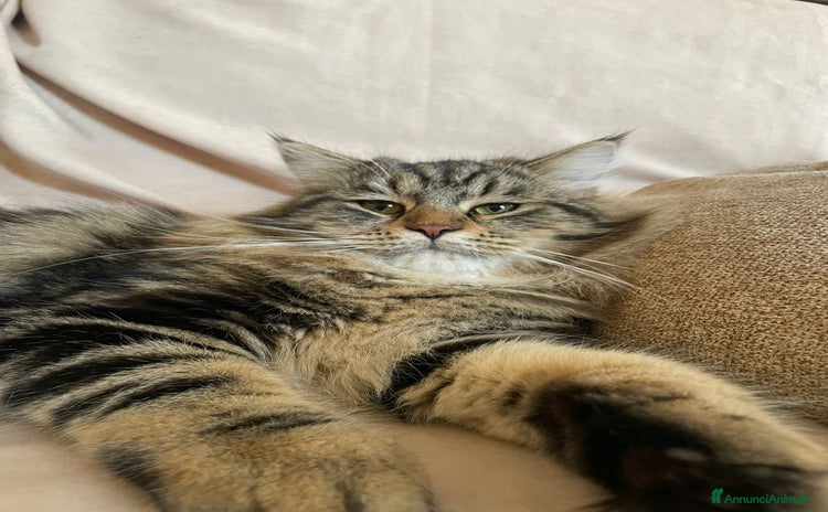 Siberiano gatti - Annuncio 5