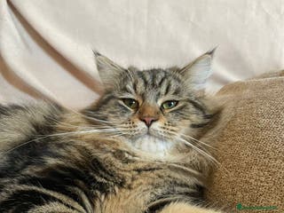 Siberiano gatti Gatto Siberiano per accoppiamento - Annuncio 3