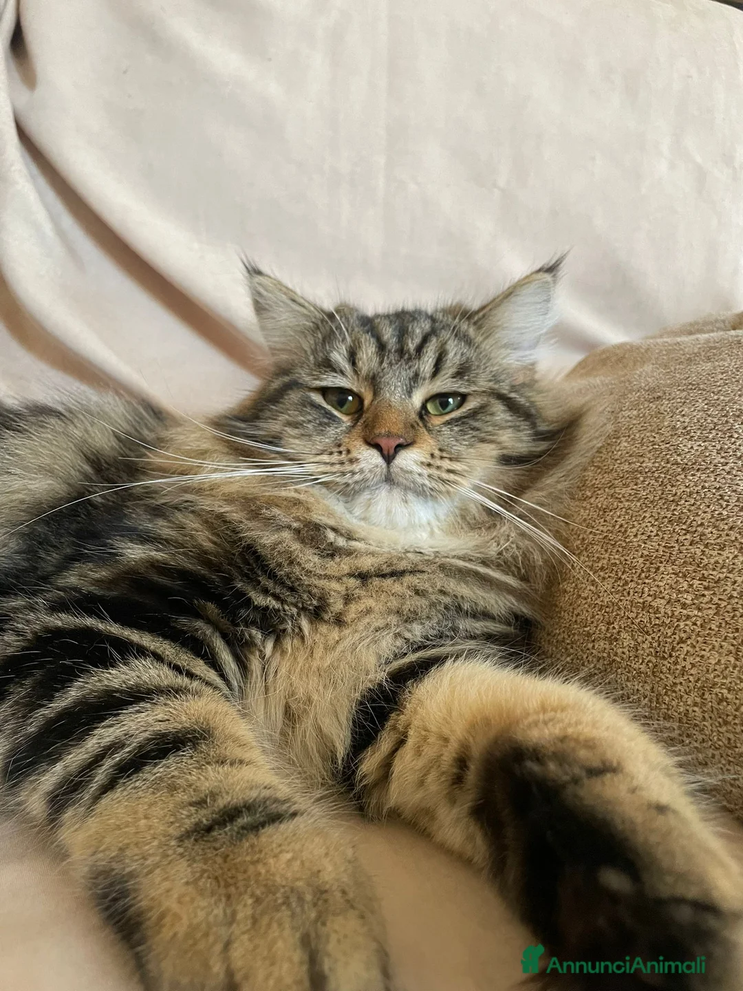 Siberiano gatti per accoppiamento: Gatto Siberiano per accoppiamento - Annuncio 1