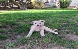 Meticcio cani in regalo: SID 💙-cucciolo “orsetto lanoso” cerca la sua casa a Città metropolitana di Milano - Immagine 6