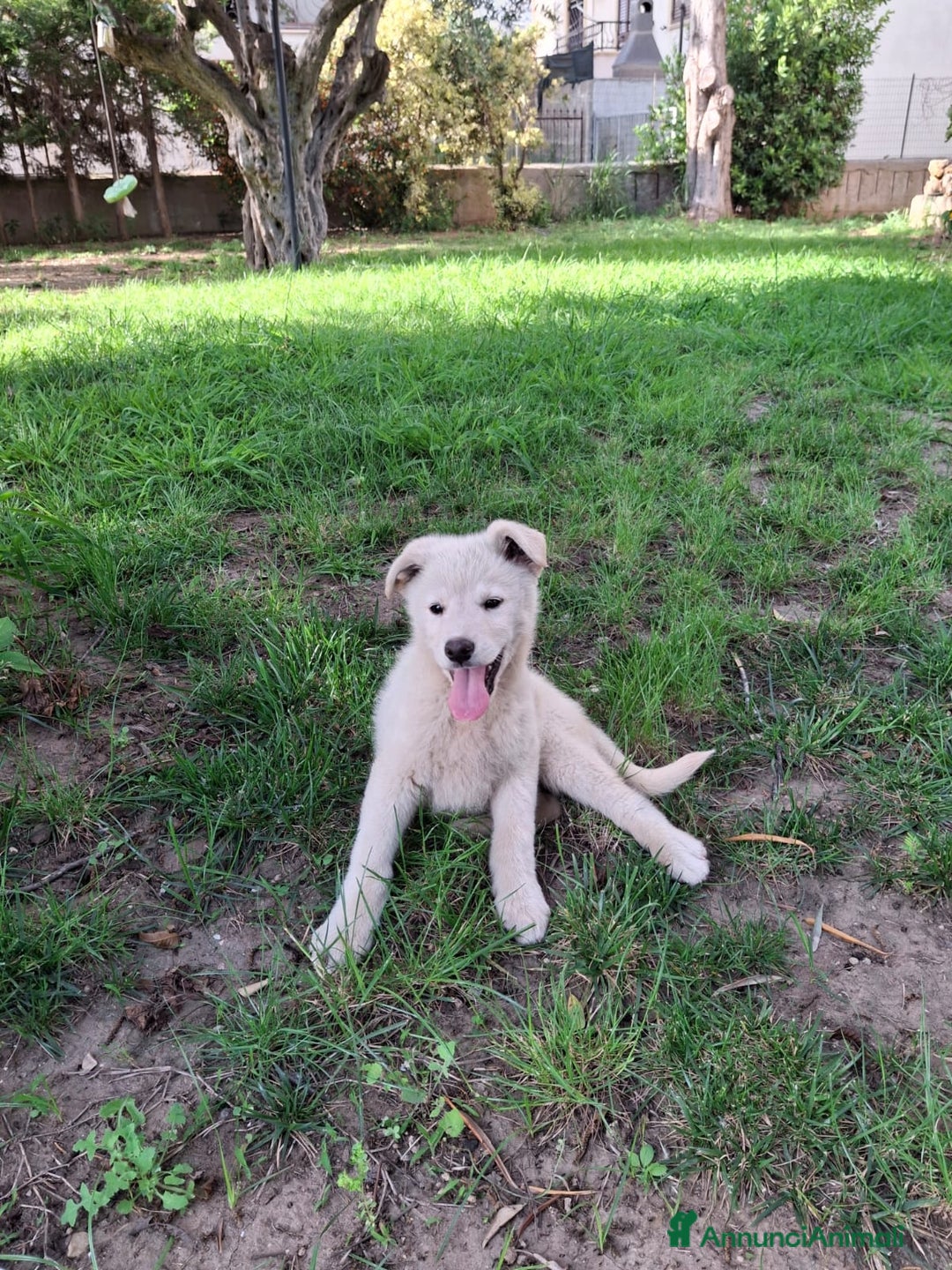 Meticcio cani in regalo: SID 💙-cucciolo “orsetto lanoso” cerca la sua casa a Città metropolitana di Milano - Immagine 6