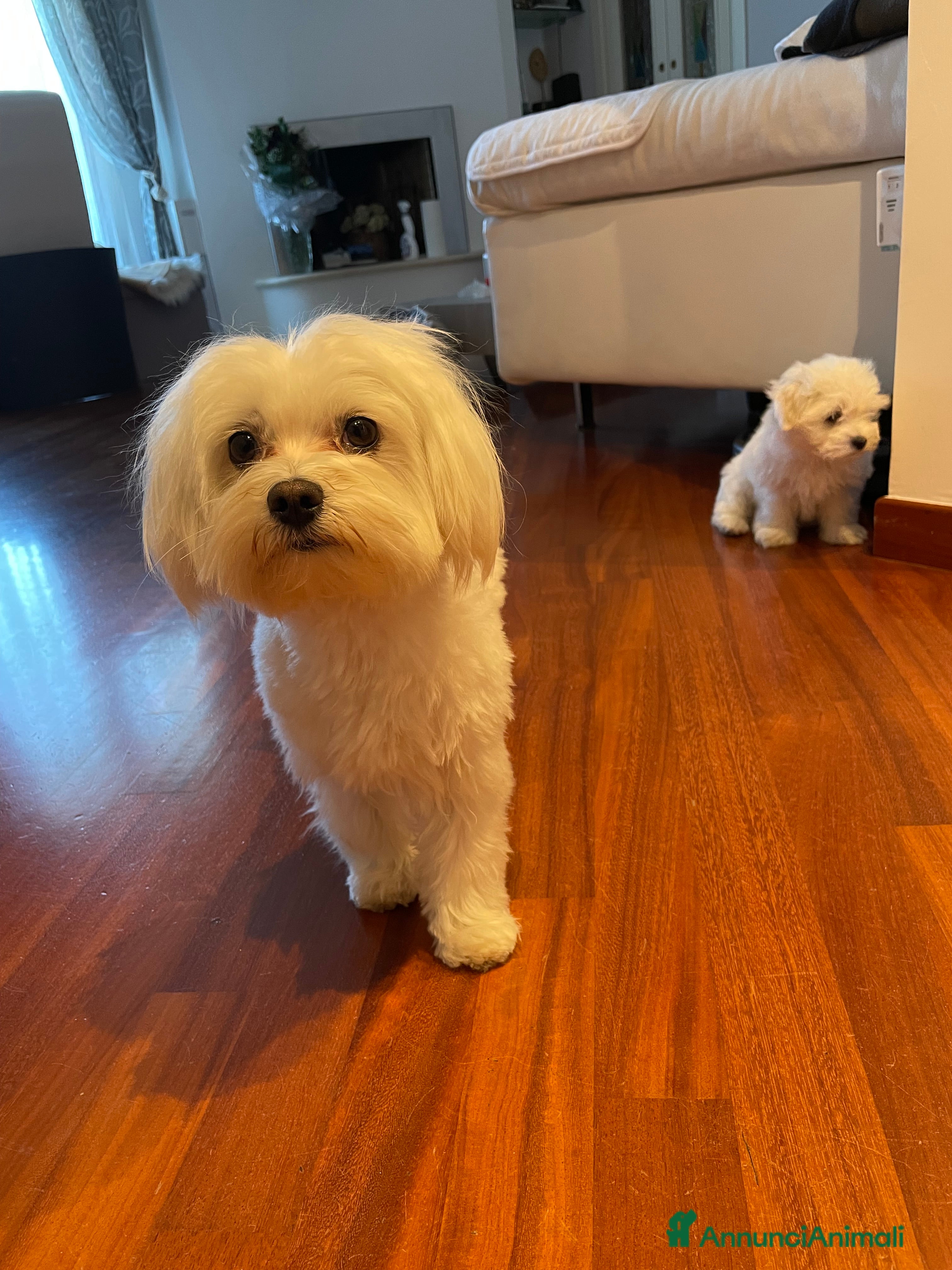 Maltese cani Cerco maltese femmina per Coco  - Annuncio 13