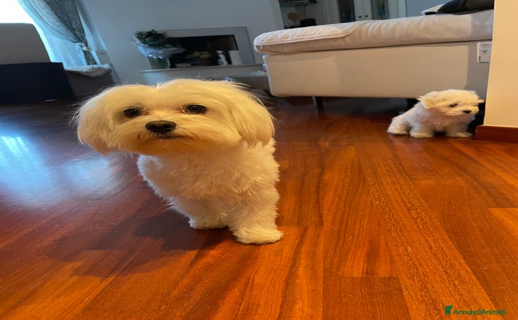 Maltese cani - Annuncio 1