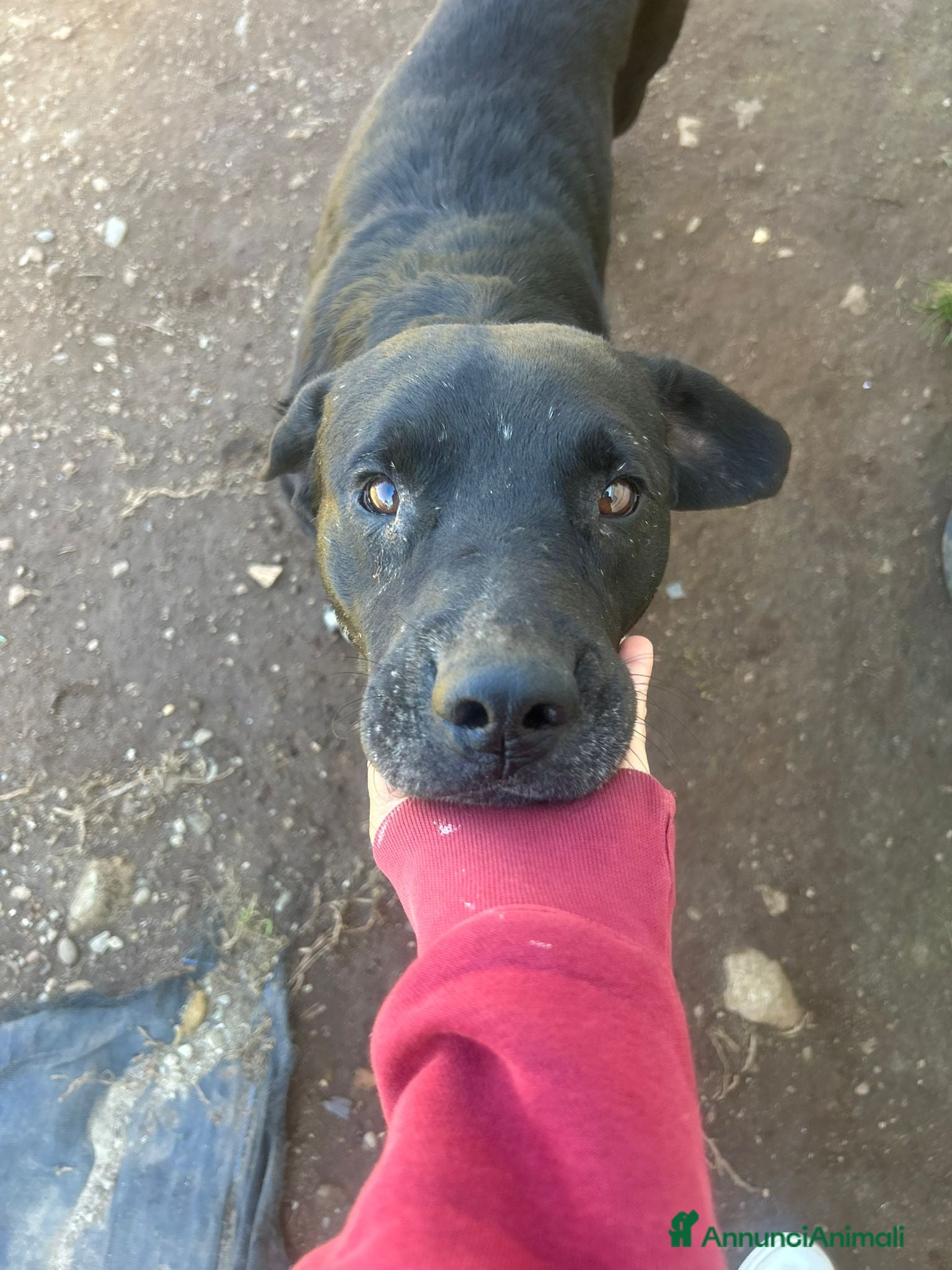 Meticcio cani Pluto splendido cagnolone cerca casa  - Annuncio 6