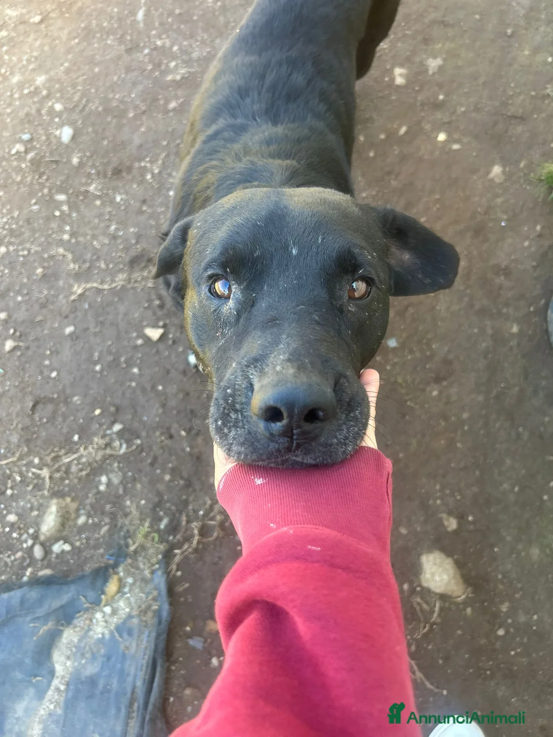 Meticcio cani in regalo: Pluto splendido cagnolone cerca casa  - Annuncio 1