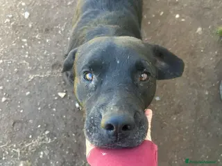 Meticcio cani Pluto splendido cagnolone cerca casa - Annuncio 6