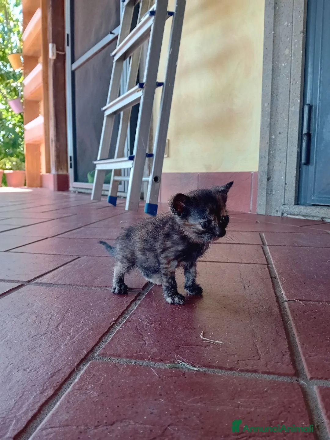 Meticcio gatti in regalo: Regaliamo cucciola di gatto femmina - Annuncio 1