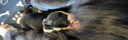 Border Collie cani in vendita: Border Collie cuccioli  - Annuncio 2