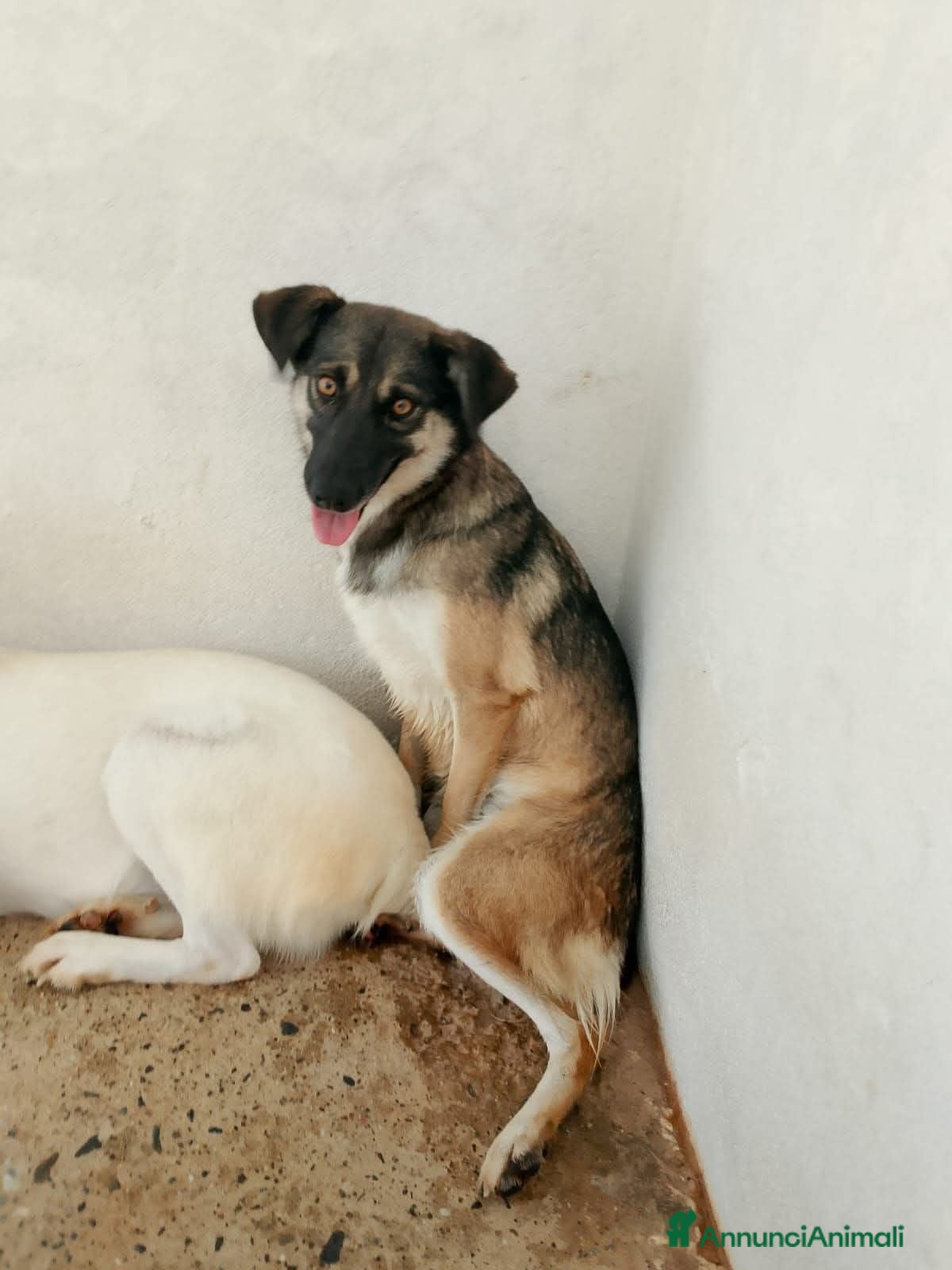 Meticcio cani gioconda - Annuncio 13