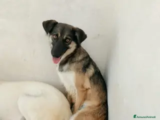 Meticcio cani gioconda - Annuncio 13