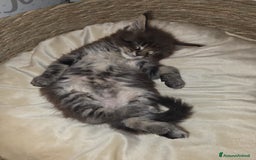 Maine Coon gatti in vendita: Cucciolata Maine coon - Immagine 12