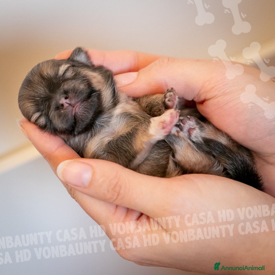 Volpino Pomerania cani in vendita: Cuccioli Spitz Nano di Pomerania - Annuncio 6