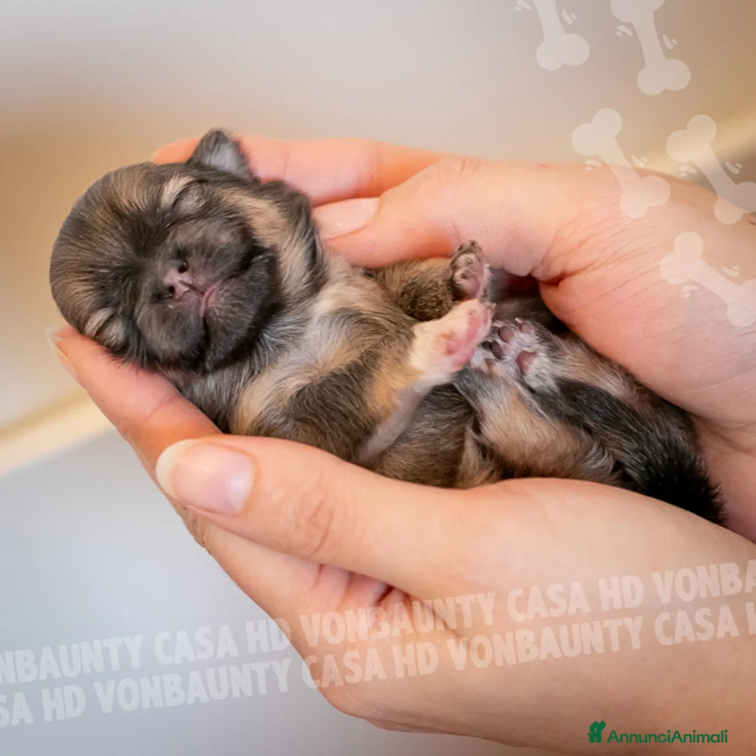 Volpino Pomerania cani in vendita: Cuccioli Spitz Nano di Pomerania - Annuncio 12