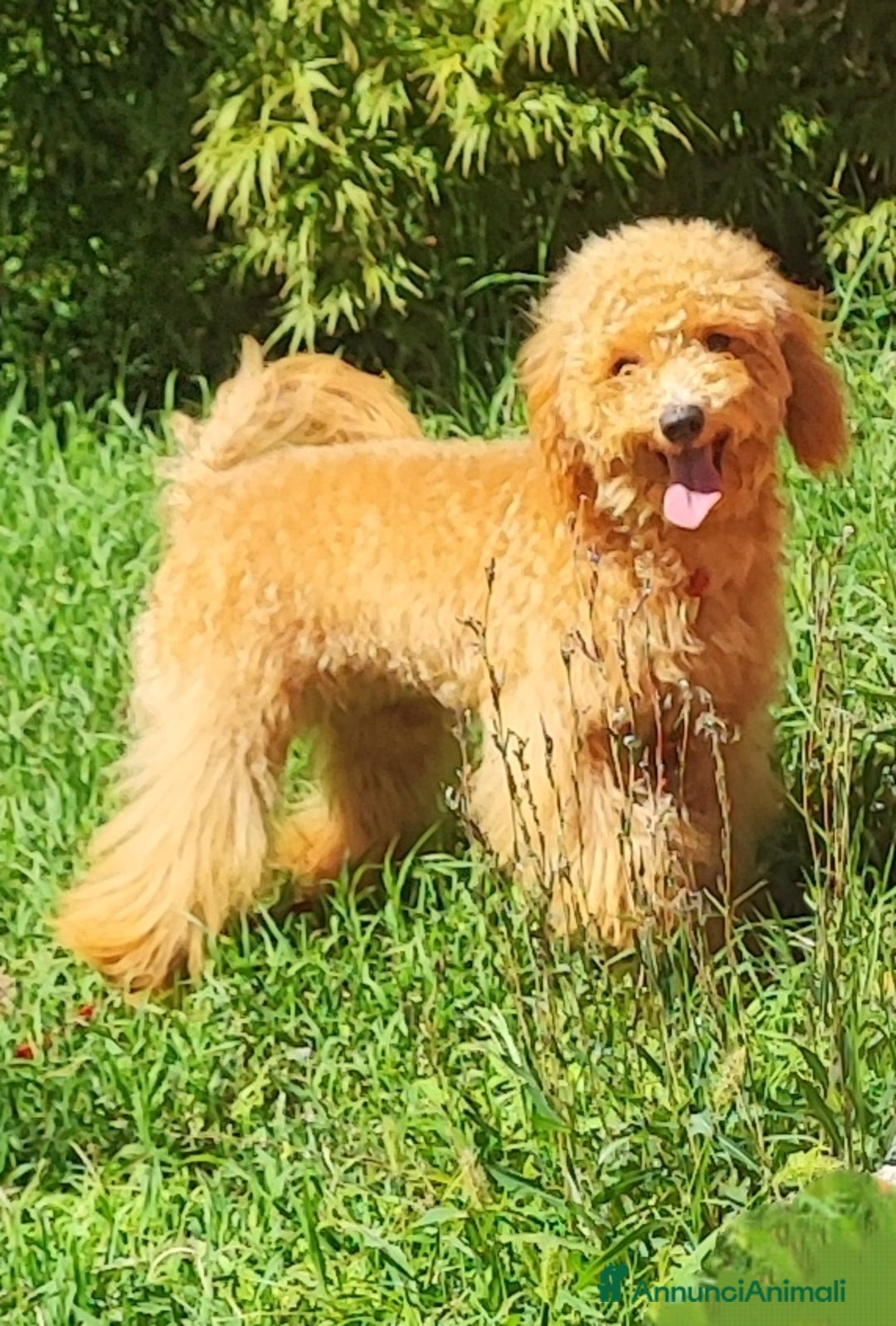 Barboncino Toy cani in vendita: Barboncini Toy  - Annuncio 1