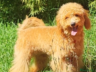 Barboncino Toy cani Barboncini Toy - Annuncio 11