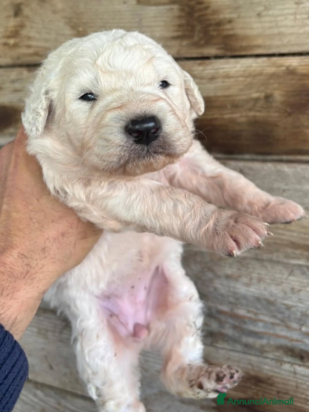 Meticcio cani in regalo: KETTY dolce cucciola futura taglia media adozione - Annuncio 4