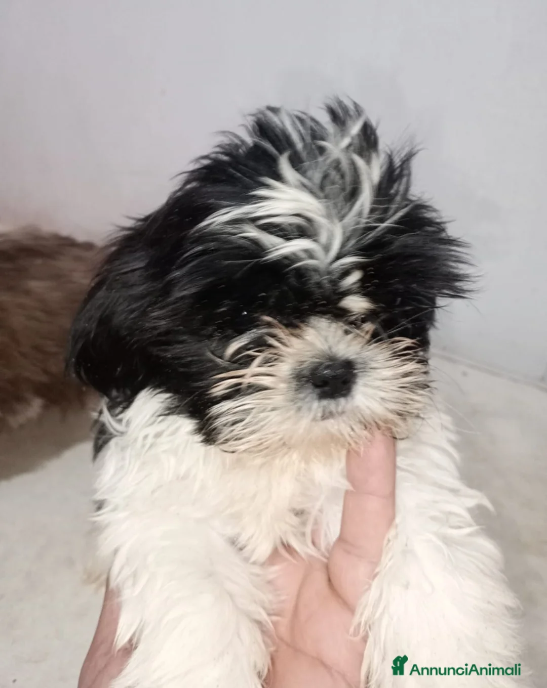 Shih Tzu cani in vendita: Cuccioli shit-zu  - Annuncio 4