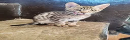 Bengala gatti in vendita: Gatto del Bengala cuccioli  - Annuncio 15