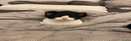 Meticcio gatti in regalo: GATTI ADULTI - Annuncio 5