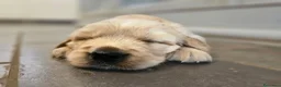 Golden Retriever cani in vendita: Cuccioli Golden Retriever  - Annuncio 7