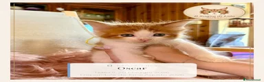Oscar - Maine Coon - Il Sogno Di Lola