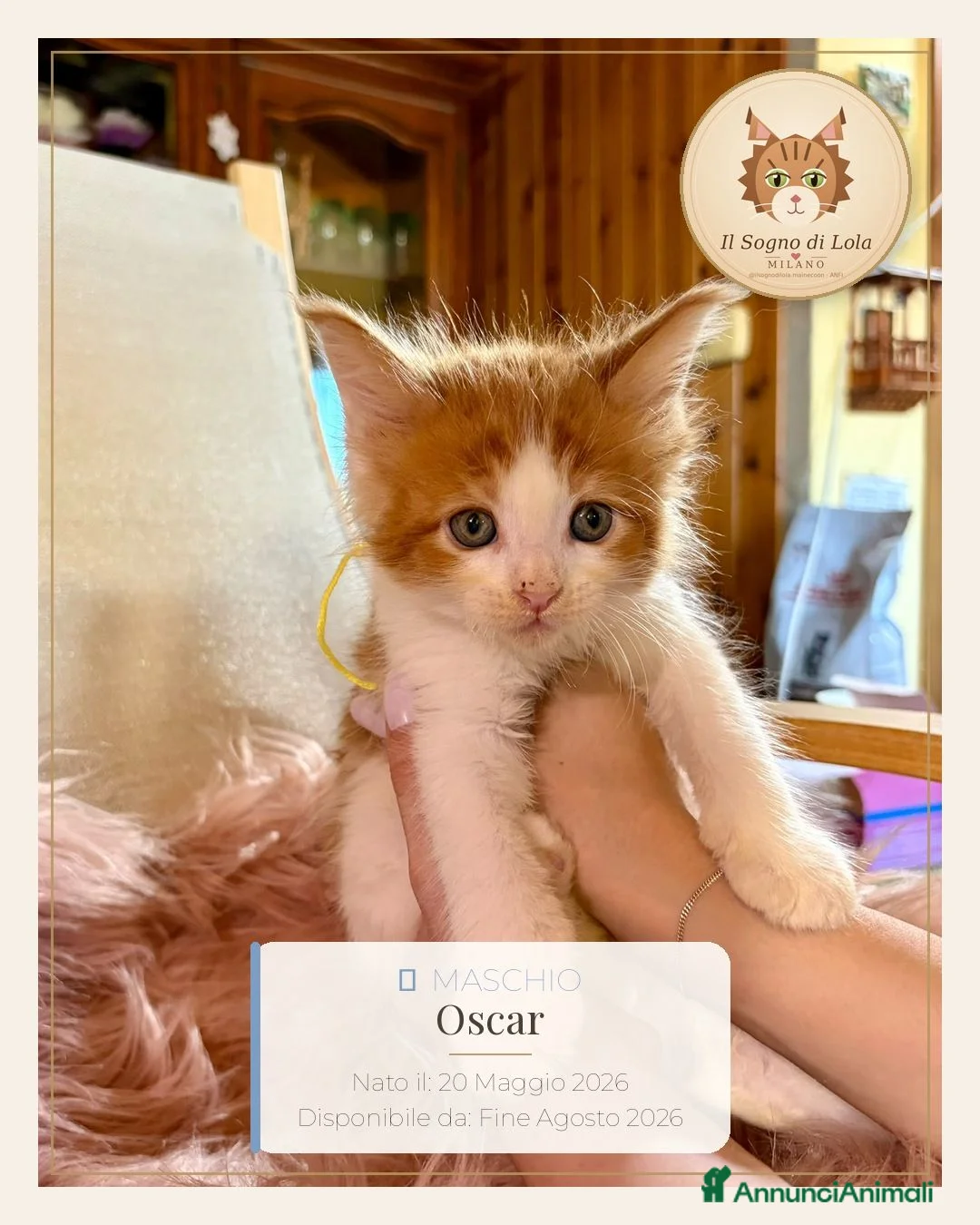 Maine Coon gatti in vendita: Cuccioli Maine Coon ANFI – Il Sogno di Lola - Annuncio 1