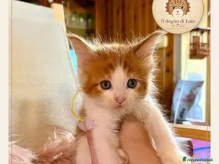 Maine Coon gatti Cuccioli Maine Coon ANFI – Il Sogno di Lola - Annuncio 4