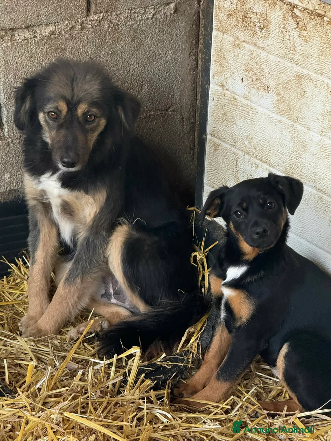 Meticcio cani in regalo: JUDI, coccolona rimasta sola! TG MEDIO PICCOLA - Annuncio 2