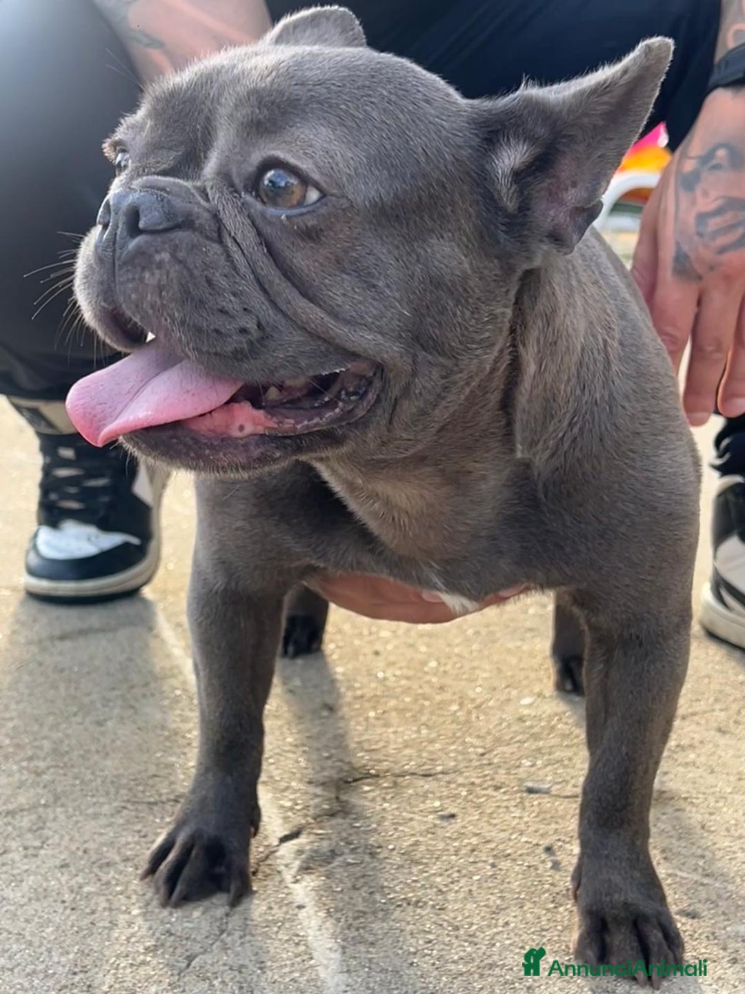 Bulldog Francese cani in vendita: 3 meravigliosi cuccioli di bulldog francese - Annuncio 7