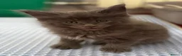 Maine Coon gatti in vendita: Maine coon - Annuncio 2