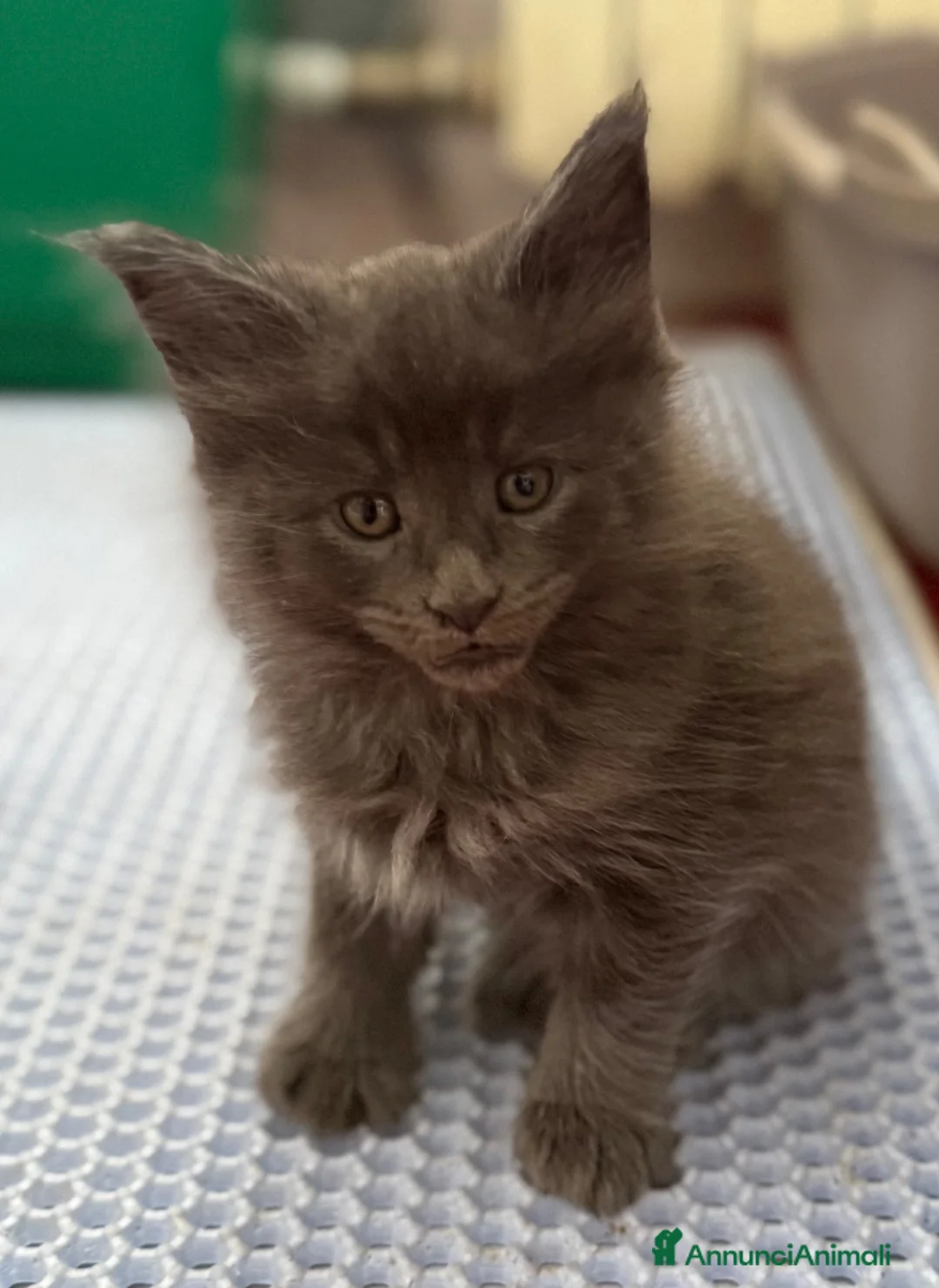 Maine Coon gatti in vendita: Maine coon - Annuncio 2