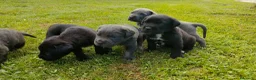 Cane Corso cani in vendita: Splendidi cuccioli di Cane Corso  a Provincia di Padova - Annuncio 6
