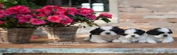 Shih Tzu cani in vendita: CUCCIOLI SHIHTZU CON PEDIGREE a Provincia di Ancona - Annuncio 2