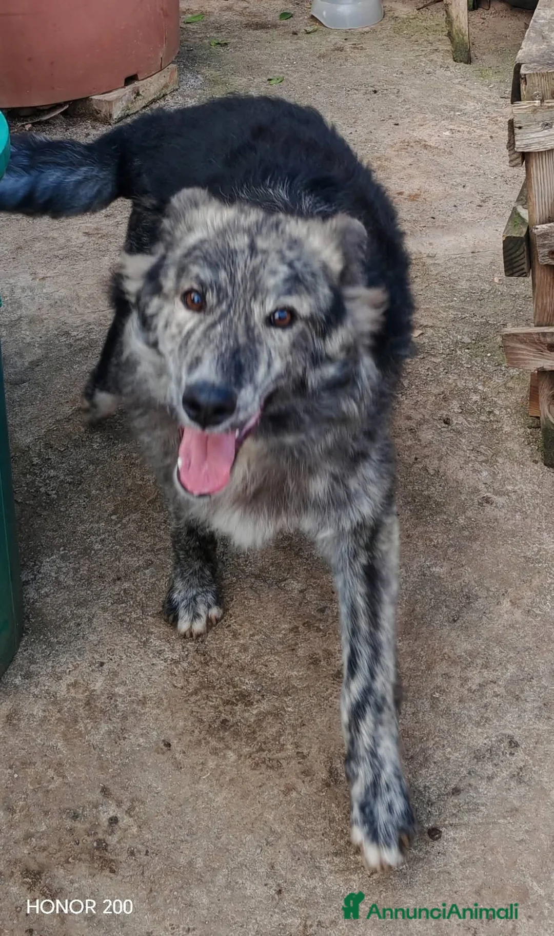 Meticcio cani in regalo: Grey, 10 mesi, 15 chili, cerca famiglia  - Annuncio 1