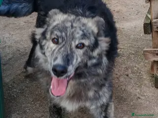 Meticcio cani Grey, 10 mesi, 15 chili, cerca famiglia - Annuncio 1