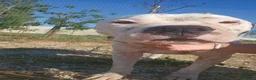 Dogo Argentino cani in regalo: Giovanni: Dogo Argentino dolce equilbrato  - Annuncio 8